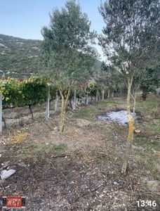 Arsa-Bağ & Bahçe