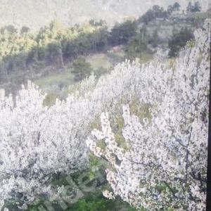 Arsa-Bağ & Bahçe
