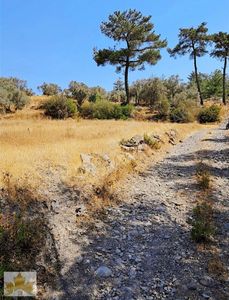 Arsa-Zeytinlik