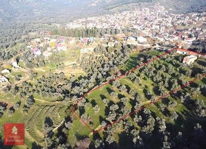 Arsa-Zeytinlik