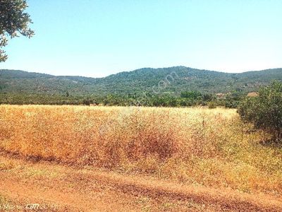Arsa-Tarla