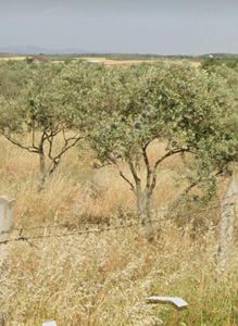 Arsa-Tarla