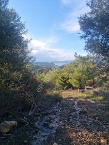 Arsa-Tarla