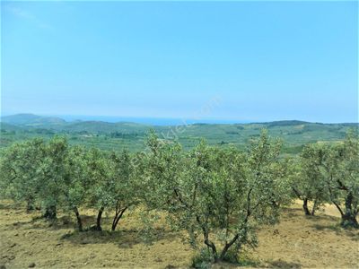 Arsa-Tarla