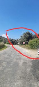 Arsa-Zeytinlik