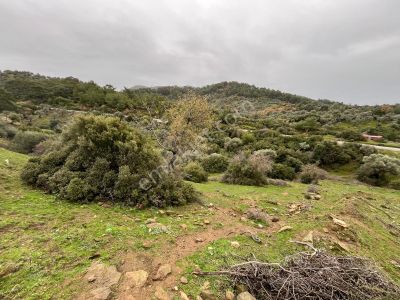 Arsa-Zeytinlik