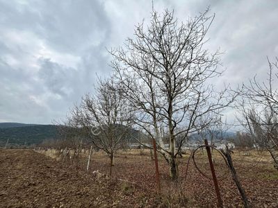 Arsa-Tarla