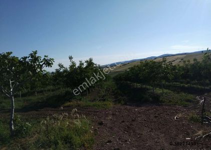 Arsa-Tarla