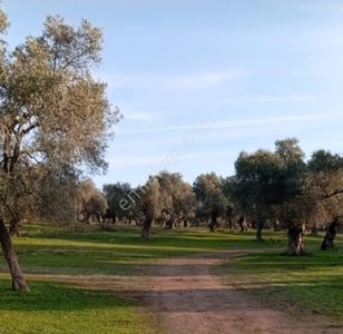 Arsa-Tarla