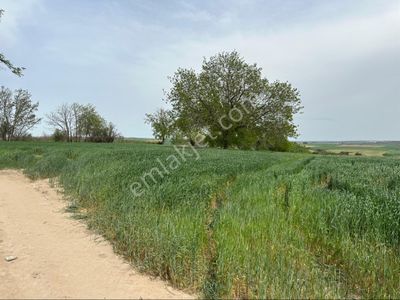 Arsa-Tarla
