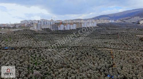 Arsa-Zeytinlik
