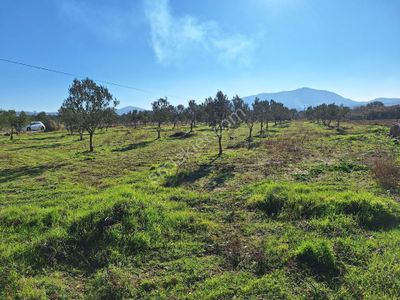 Arsa-Tarla