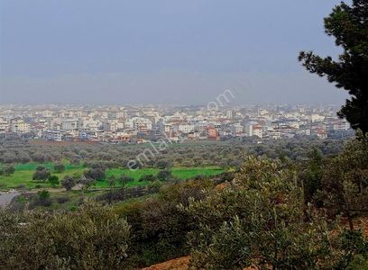 Arsa-Zeytinlik