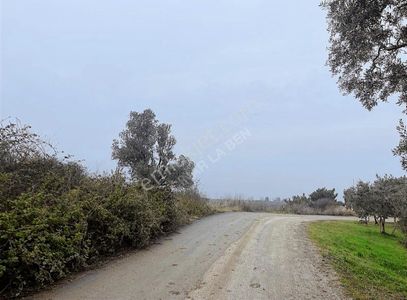 Arsa-Zeytinlik