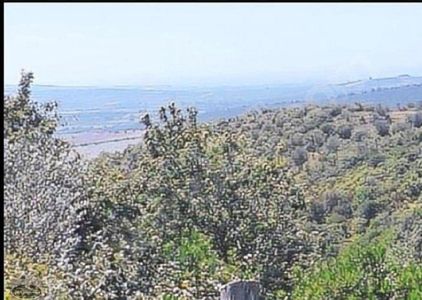 Arsa-Zeytinlik