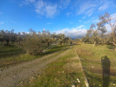 Arsa-Zeytinlik
