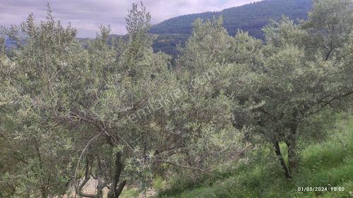 Arsa-Zeytinlik