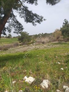 Arsa-Tarla