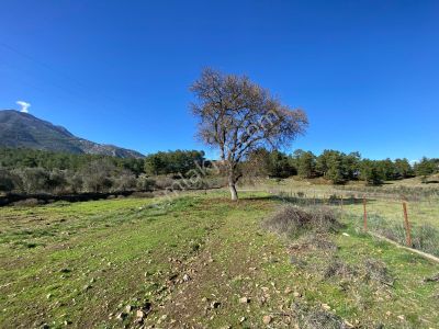 Arsa-Tarla
