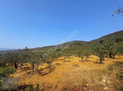 Arsa-Zeytinlik