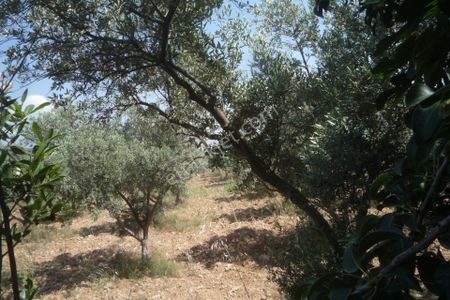 Arsa-Tarla