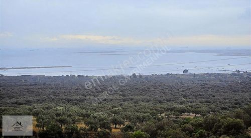 Arsa-Zeytinlik