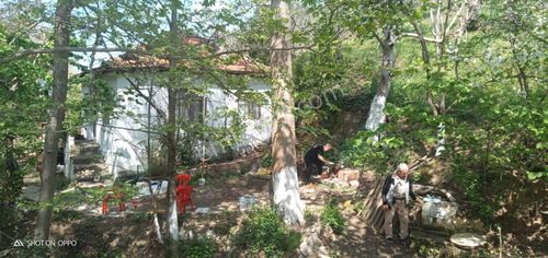 Arsa-Zeytinlik