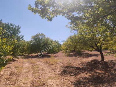 Arsa-Bağ & Bahçe