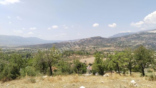 Arsa-Zeytinlik