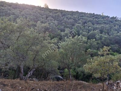 Arsa-Zeytinlik