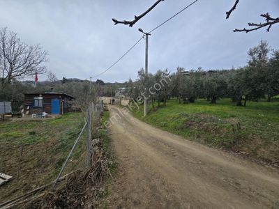 Arsa-Zeytinlik