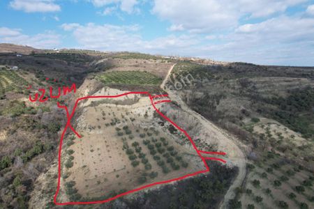 Arsa-Zeytinlik