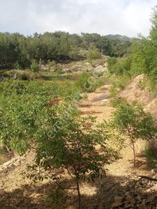 Arsa-Tarla