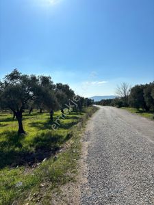 Arsa-Zeytinlik