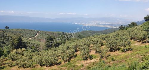 Arsa-Zeytinlik