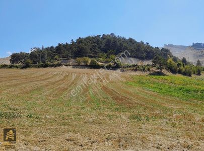Arsa-Tarla