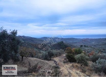 Arsa-Zeytinlik