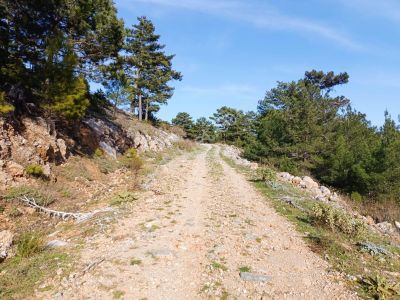Arsa-Tarla