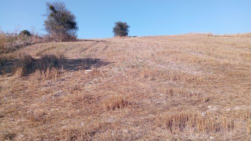 Arsa-Tarla