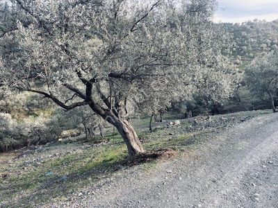 Arsa-Zeytinlik