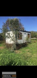 Arsa-Zeytinlik