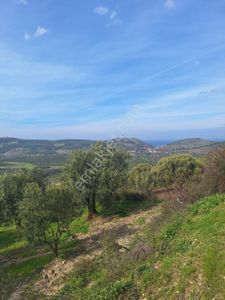 Arsa-Zeytinlik