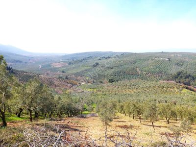 Arsa-Zeytinlik