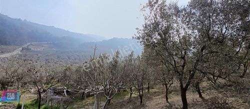 Arsa-Zeytinlik