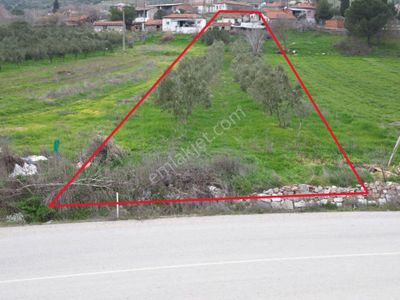 Arsa-Zeytinlik