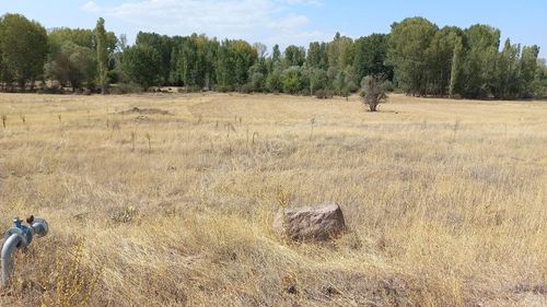 Arsa-Tarla