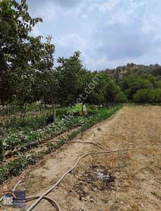 Arsa-Bağ & Bahçe