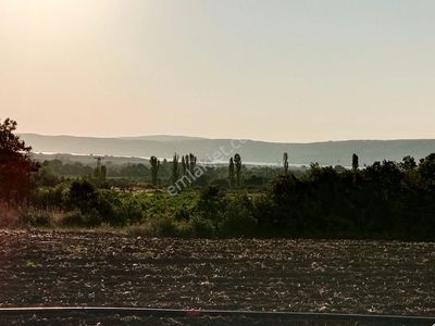 Arsa-Zeytinlik