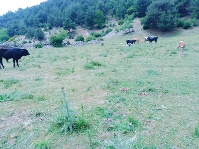 Eryılmaz Gayrimenkul'den Havran Karalar Köyünde 5307 M2 Satılık Tarla