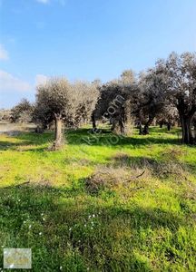 Arsa-Tarla